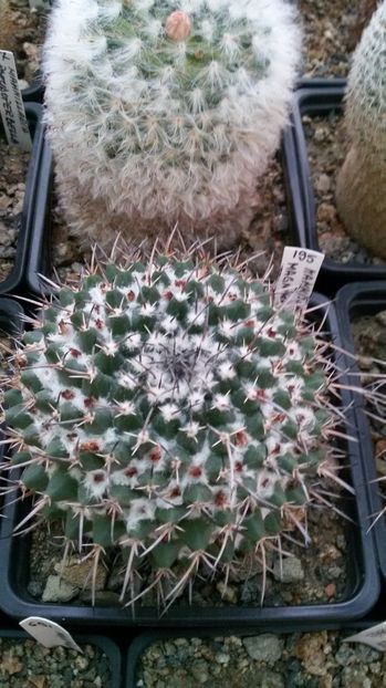  - AAA CACTUSI DE VANZARE 2017 COLECTIA