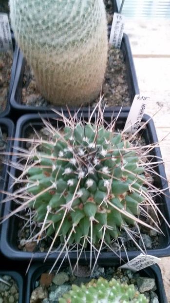  - AAA CACTUSI DE VANZARE 2017 COLECTIA