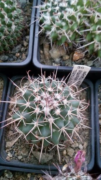  - AAA CACTUSI DE VANZARE 2017 COLECTIA