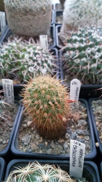  - AAA CACTUSI DE VANZARE 2017 COLECTIA