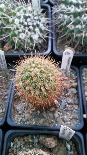  - AAA CACTUSI DE VANZARE 2017 COLECTIA