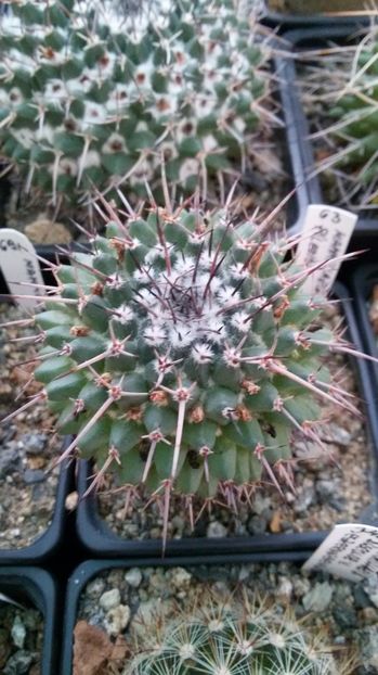  - AAA CACTUSI DE VANZARE 2017 COLECTIA
