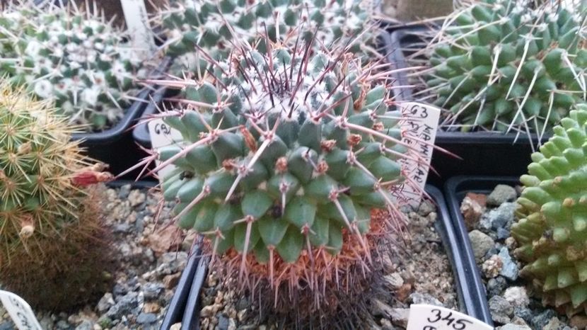  - AAA CACTUSI DE VANZARE 2017 COLECTIA