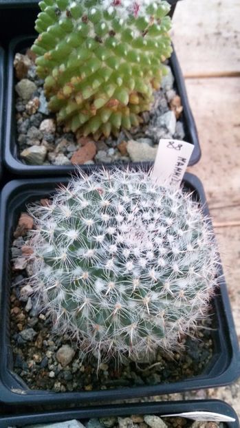  - AAA CACTUSI DE VANZARE 2017 COLECTIA