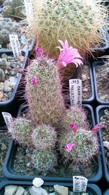  - AAA CACTUSI DE VANZARE 2017 COLECTIA