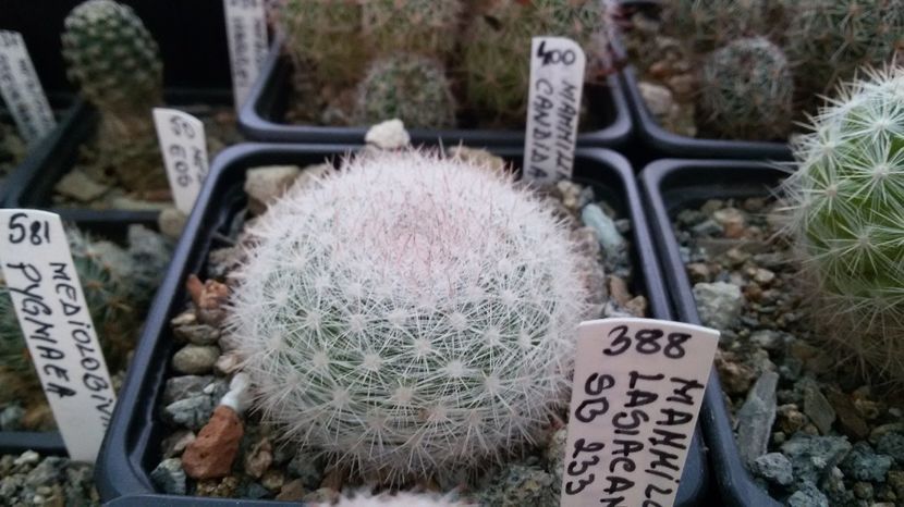  - AAA CACTUSI DE VANZARE 2017 COLECTIA