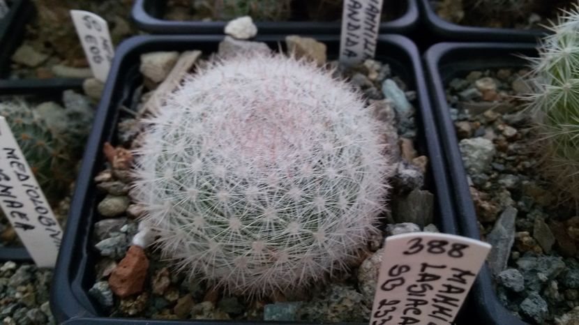  - AAA CACTUSI DE VANZARE 2017 COLECTIA