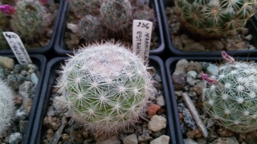  - AAA CACTUSI DE VANZARE 2017 COLECTIA