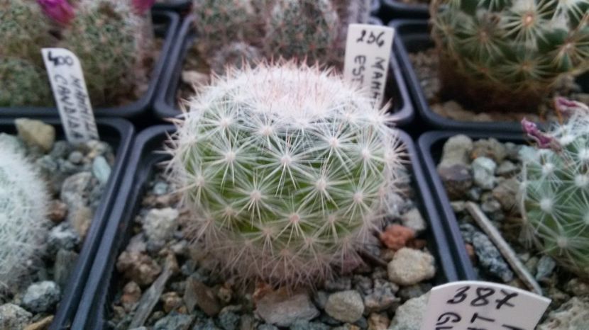  - AAA CACTUSI DE VANZARE 2017 COLECTIA