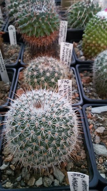  - AAA CACTUSI DE VANZARE 2017 COLECTIA