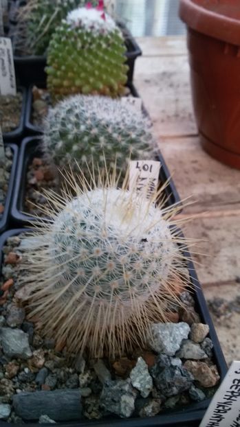  - AAA CACTUSI DE VANZARE 2017 COLECTIA