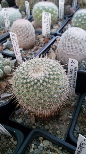  - AAA CACTUSI DE VANZARE 2017 COLECTIA