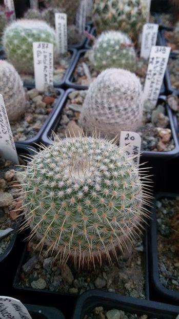  - AAA CACTUSI DE VANZARE 2017 COLECTIA