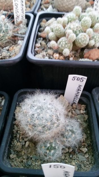  - AAA CACTUSI DE VANZARE 2017 COLECTIA