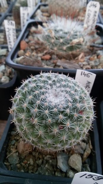  - AAA CACTUSI DE VANZARE 2017 COLECTIA