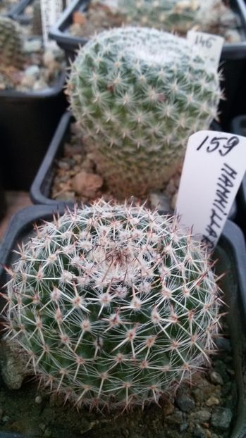  - AAA CACTUSI DE VANZARE 2017 COLECTIA