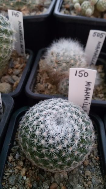  - AAA CACTUSI DE VANZARE 2017 COLECTIA