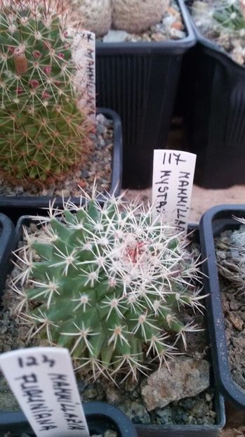  - AAA CACTUSI DE VANZARE 2017 COLECTIA
