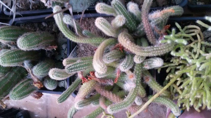  - AAA CACTUSI DE VANZARE 2017 COLECTIA