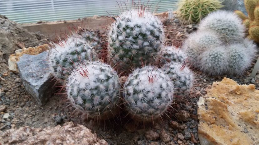  - AAA CACTUSI DE VANZARE 2017 COLECTIA