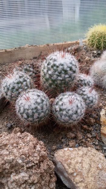  - AAA CACTUSI DE VANZARE 2017 COLECTIA