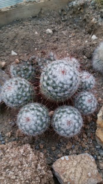  - AAA CACTUSI DE VANZARE 2017 COLECTIA