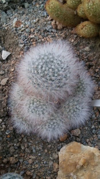  - AAA CACTUSI DE VANZARE 2017 COLECTIA