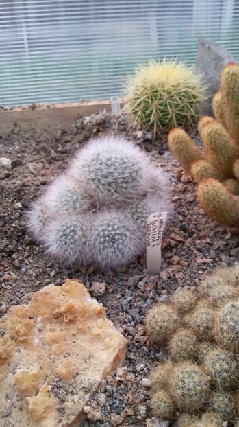  - AAA CACTUSI DE VANZARE 2017 COLECTIA