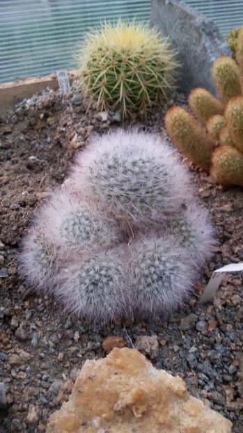  - AAA CACTUSI DE VANZARE 2017 COLECTIA