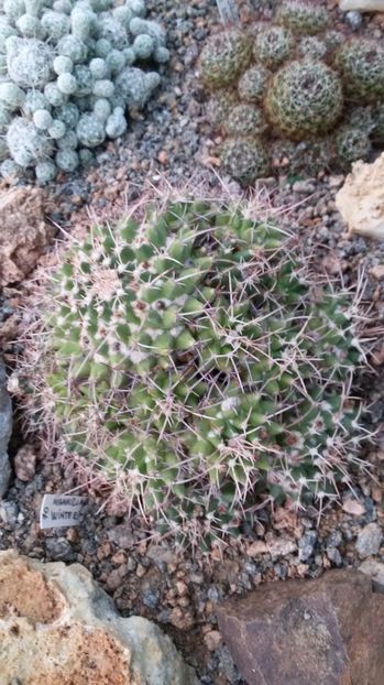  - AAA CACTUSI DE VANZARE 2017 COLECTIA