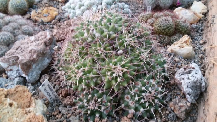  - AAA CACTUSI DE VANZARE 2017 COLECTIA