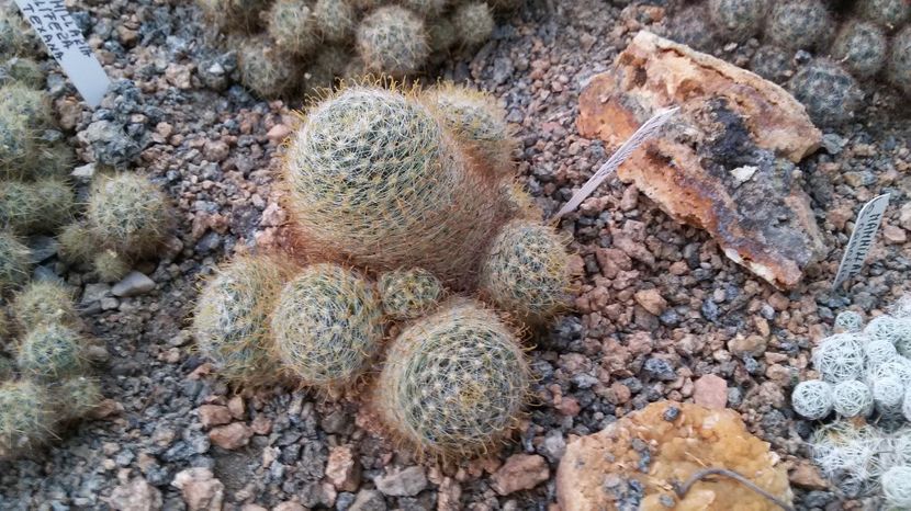  - AAA CACTUSI DE VANZARE 2017 COLECTIA