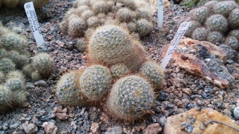  - AAA CACTUSI DE VANZARE 2017 COLECTIA