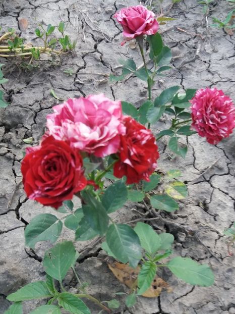  - Belle d Espenouse 1