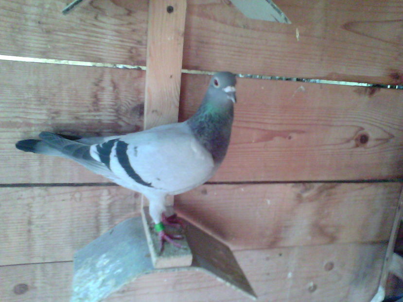  - INCHEIERE-INCREDERE