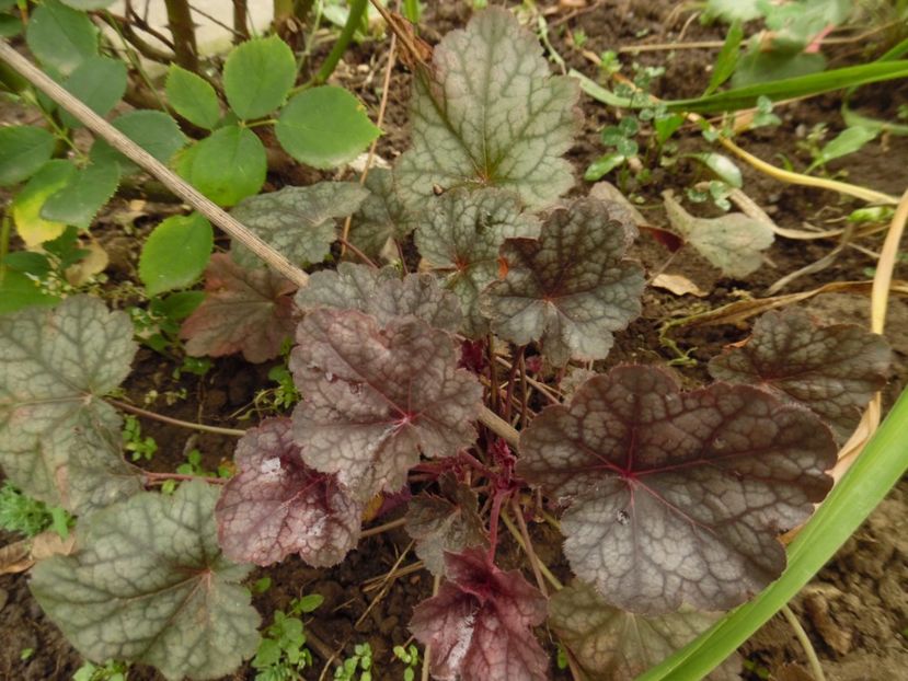 amethyst-myst - 0 Heuchere