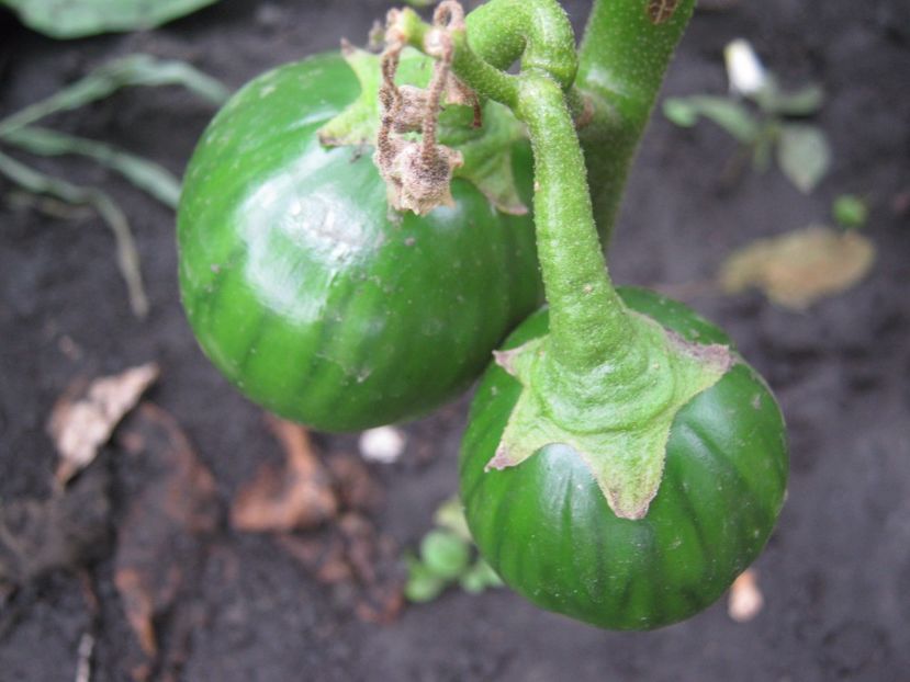 turckish orange - A-A Gradina de legume -fructe-plante aromatice si medicinale 2017