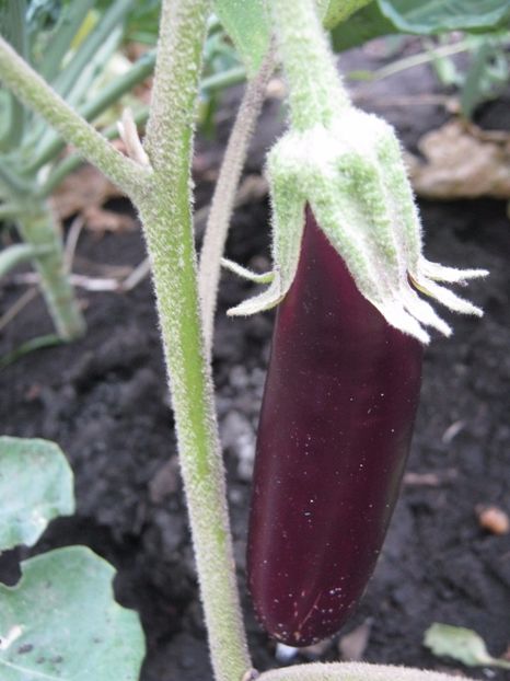 slim - A-A Gradina de legume -fructe-plante aromatice si medicinale 2017