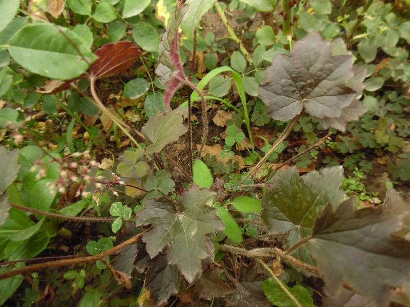 silver scrolls - 0 Heuchere