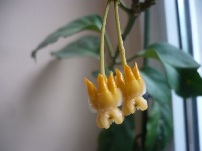 P1340416 - HOYA 2017