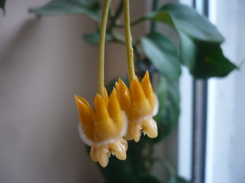 P1340417 - HOYA 2017