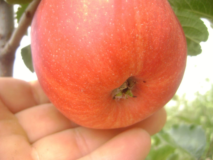 Mar de august 4 - Mar de august