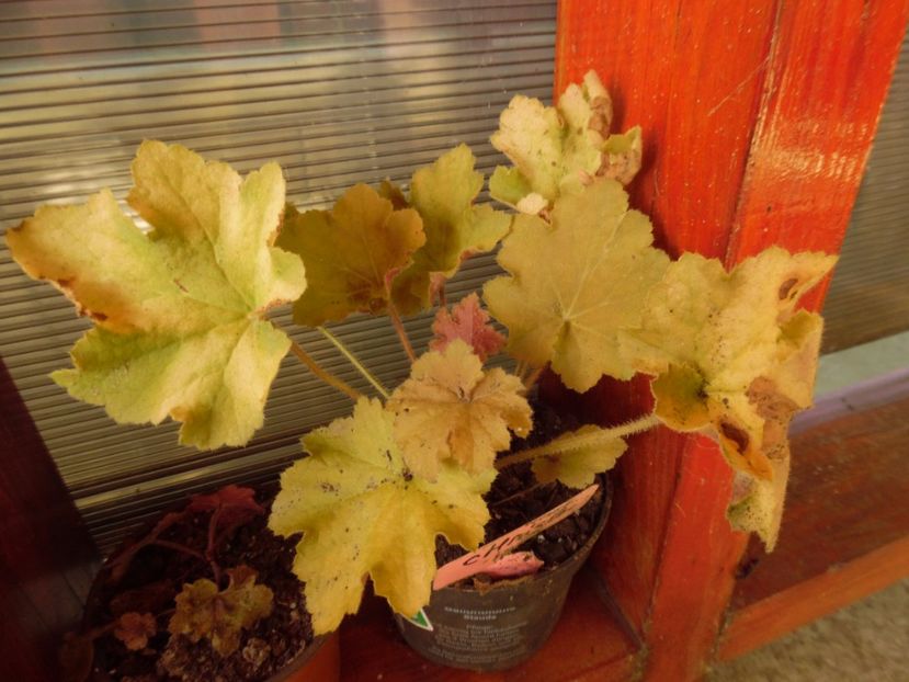 Caramela - 0 Heuchere