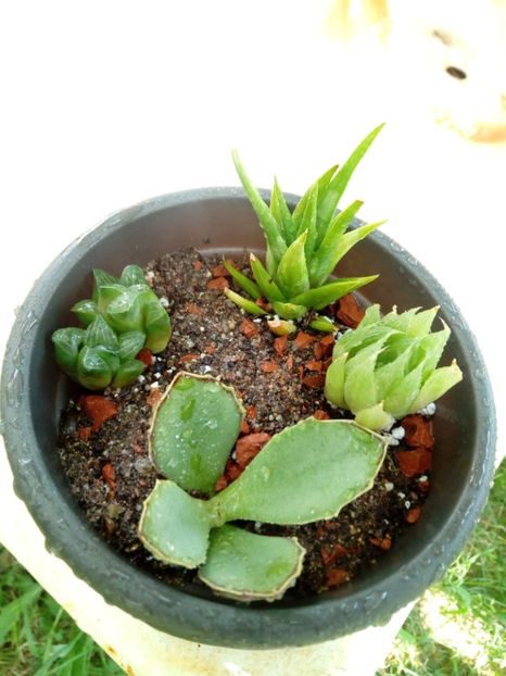  - Haworthia