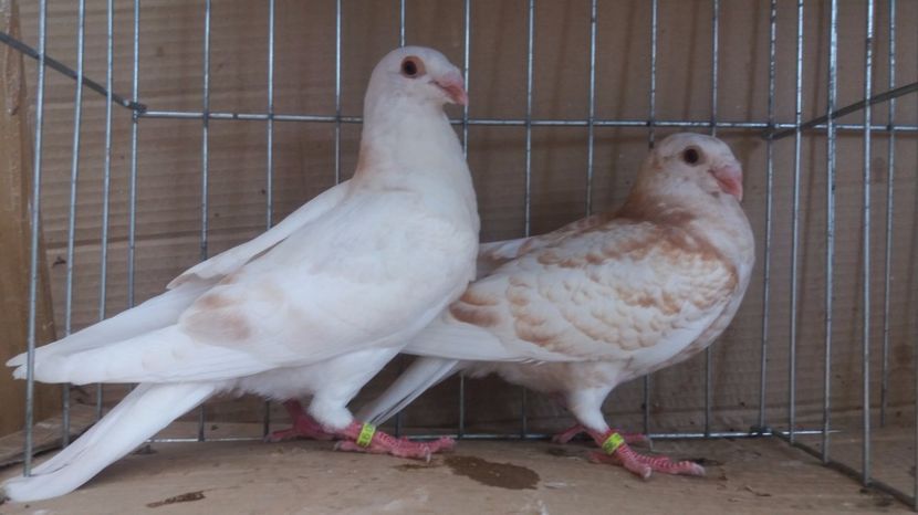  - Tineret ornament 2017