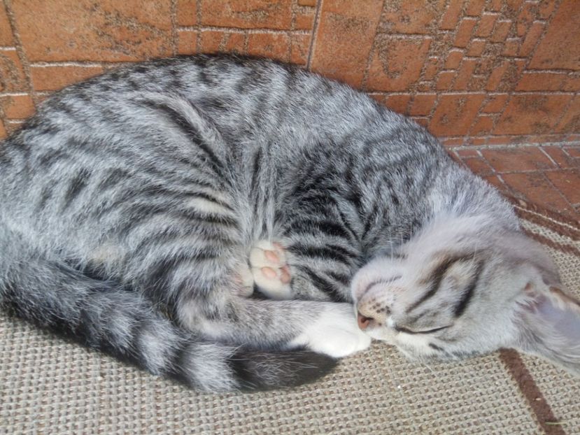 Mie-mi spui...?!! - Prieteni dragi