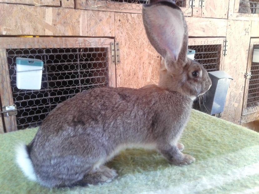 5 luni jumate - F 22 - productie proprie