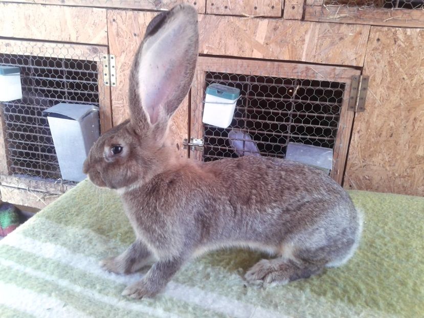 5 luni jumate - F 22 - productie proprie