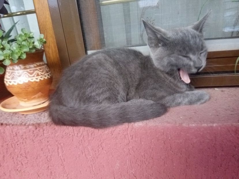 M-am trezit - Prieteni dragi