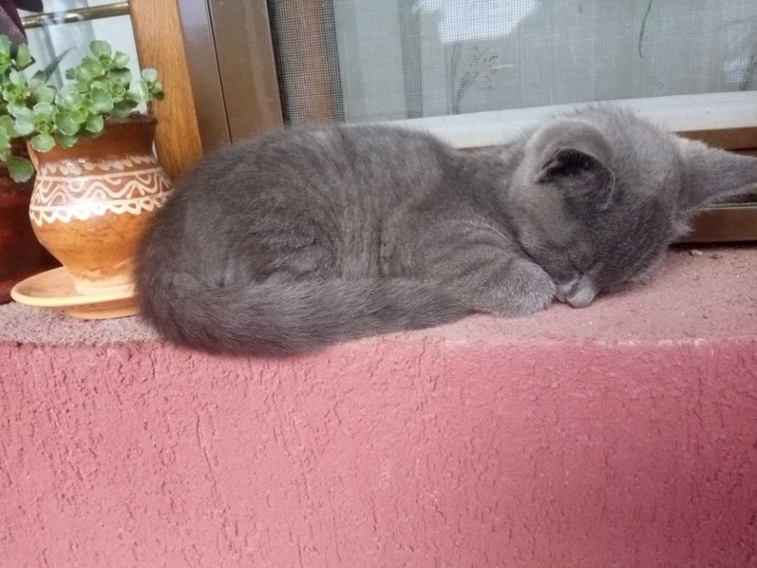 ....să mai trag un pui de somn - Prieteni dragi